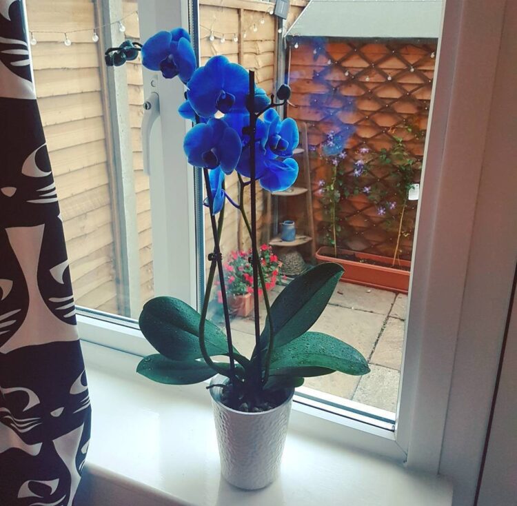 Phalaenposis Blue Mystique Orchids 101 Tips To Keep Them Healthy And