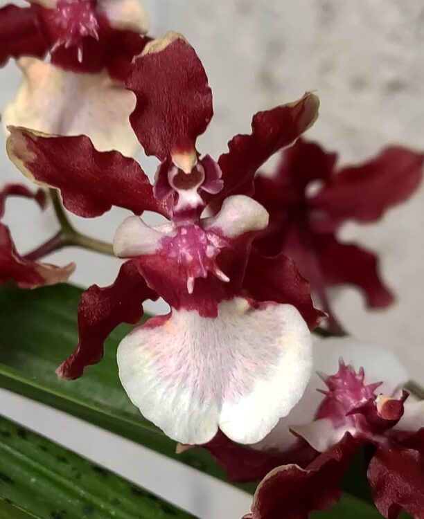 Oncidium Dancing Lady Orchid In Depth Care Guide For Beginners