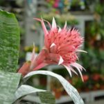 flower-g64d668a76_640