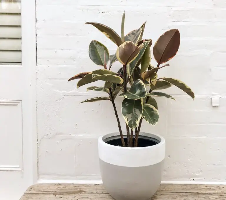 Indoor vs. Outdoor Ficus Plant Care 101: The Best Beginner’s Guide