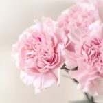 flower-1390807_640