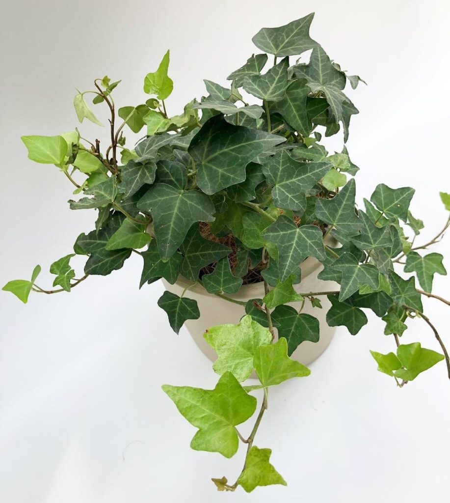 English Ivy Climbing to Success: The 10 Best Step-by-Step Guides for Beginners