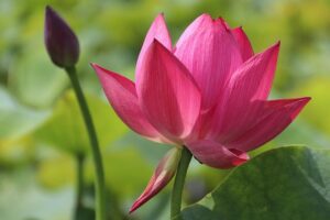 lotus g15ae3a21c 640 1