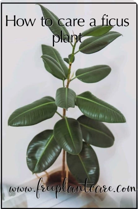 How To Care A Ficus Plant » Freeplantscare How To Care A Ficus Plant