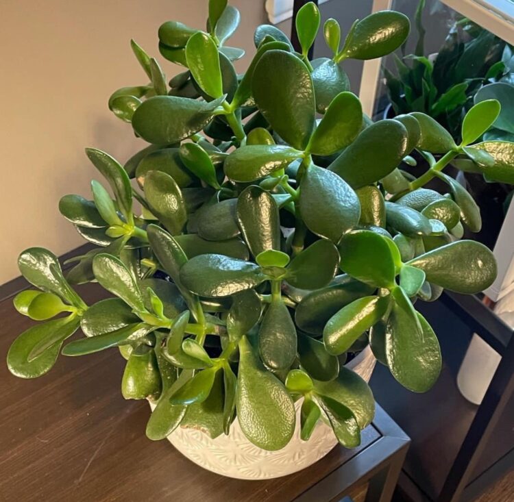 Guide On How To Care For A Jade Plant