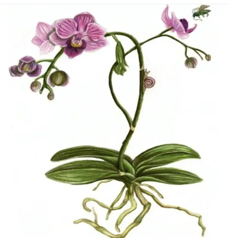 Cultivating Orchids 101+Best Expert Tips for Flourish and Multiply Success”