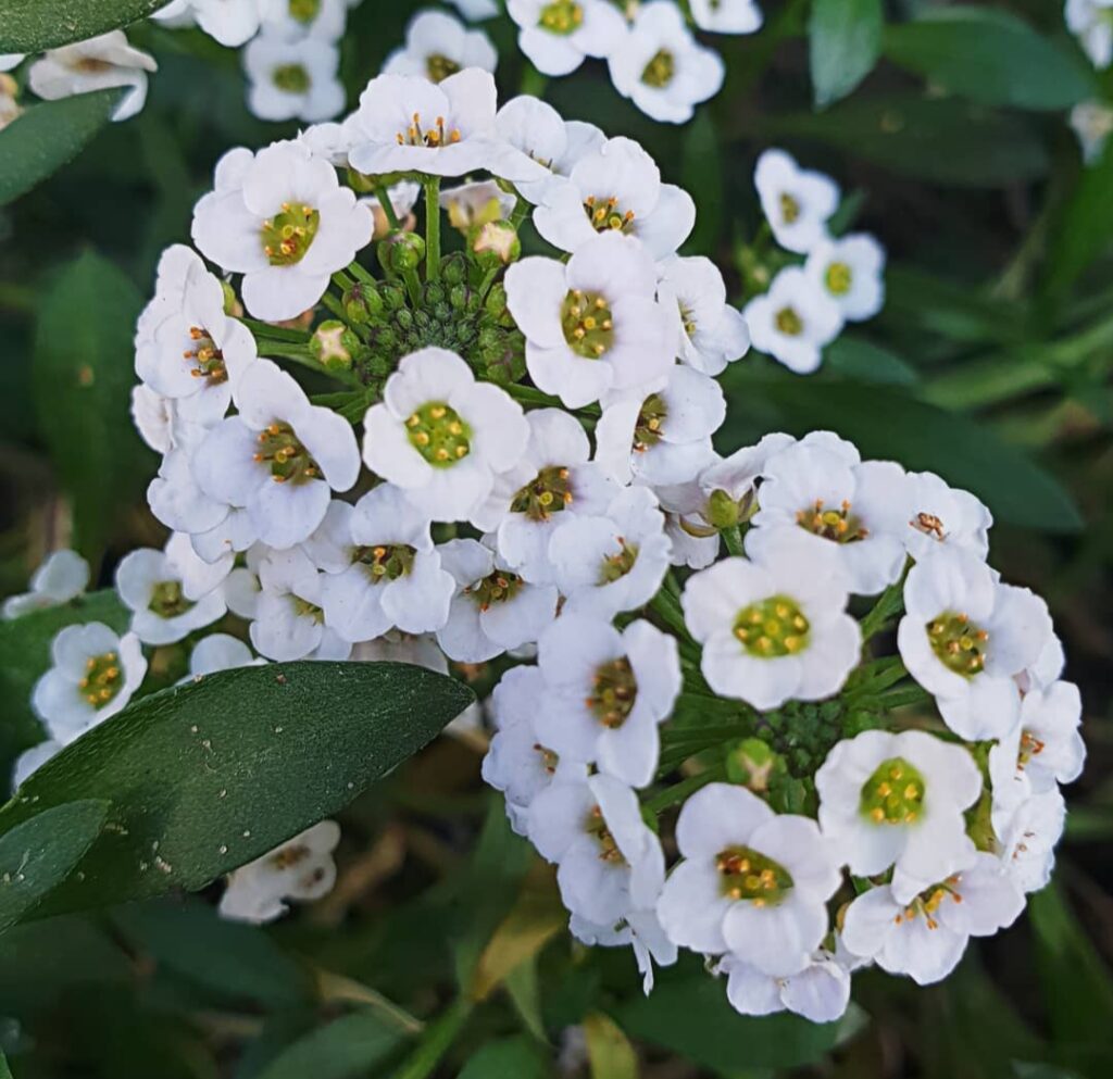 Alyssum Flower in Pots: Best 10 Secrets for Long-Lasting Flowers