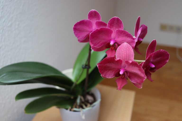 The Best 6 Places to Display Orchids Inside Your Home