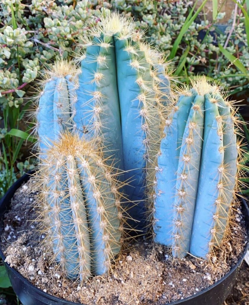 What Pests Do Pilosocereus Cacti Have To Deal With? » Freeplantscare ...