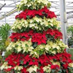 poinsettias g44d340750 640