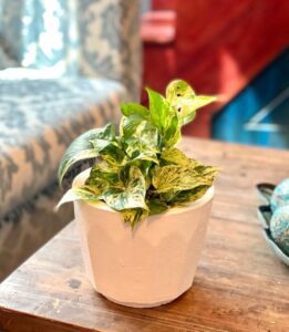 Guide:on The Best Indoor Plants For Low-light Spaces
