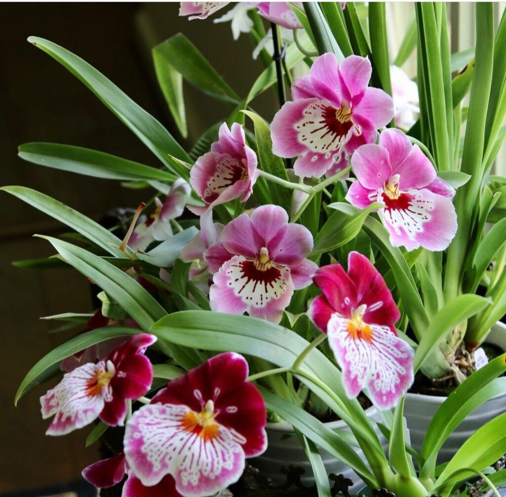 10 Popular Orchids For Beginners