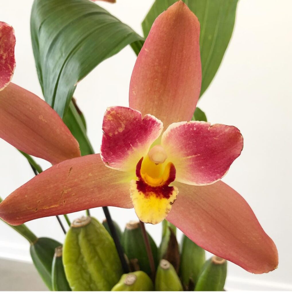 10 Popular Orchids For Beginners