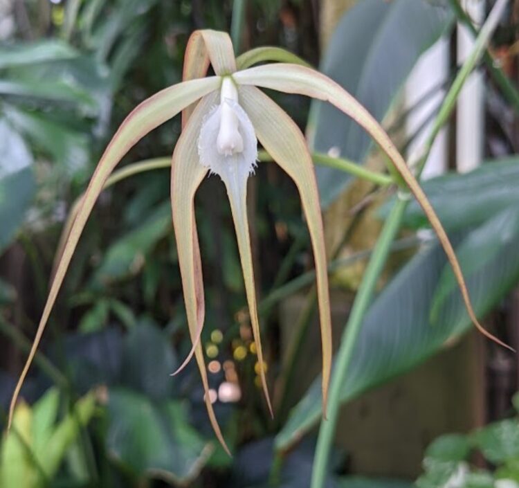 The Top 20 Most Popular Brassavola Orchids For Your Collection