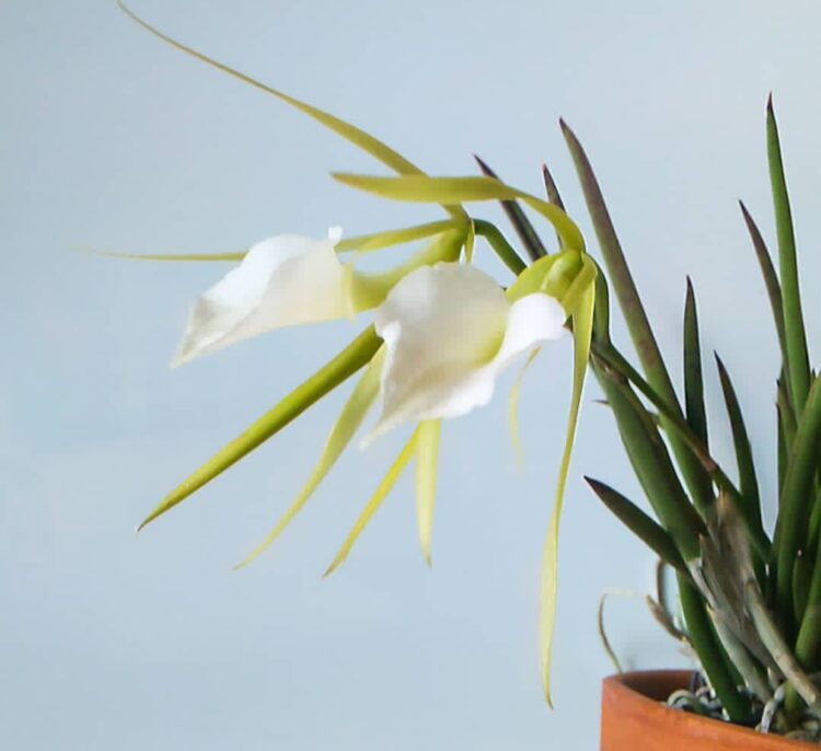 The Top 20 Most Popular Brassavola Orchids For Your Collection