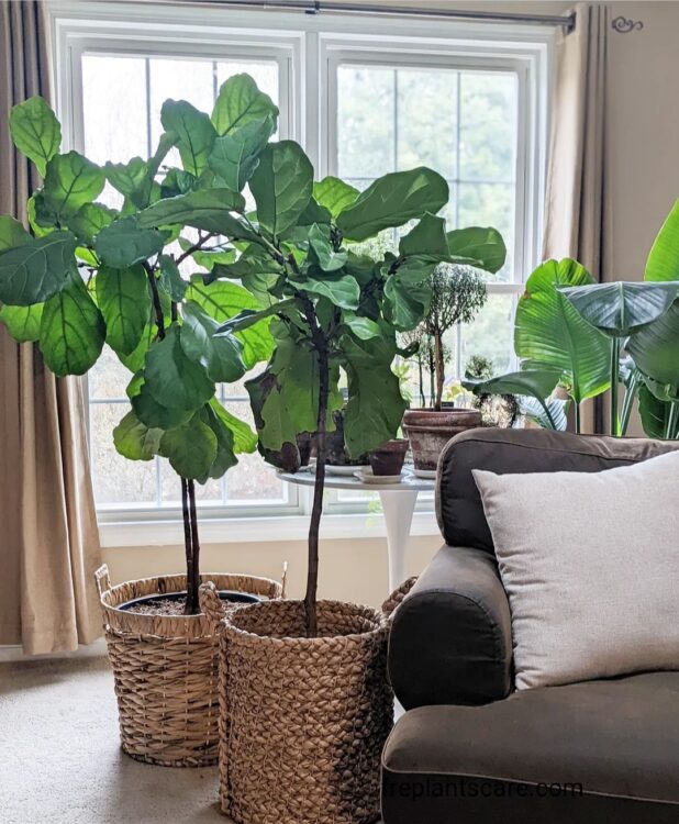 Guide:on How To Propagate Fiddle-leaf Fig - Freeplantscare Guide:on How 