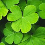 https://freeplantscare.com/unlock-prosperity-11-lucky-plants-for-wealth-health-and-love/pexels-boys-in-b…ography-11238562/