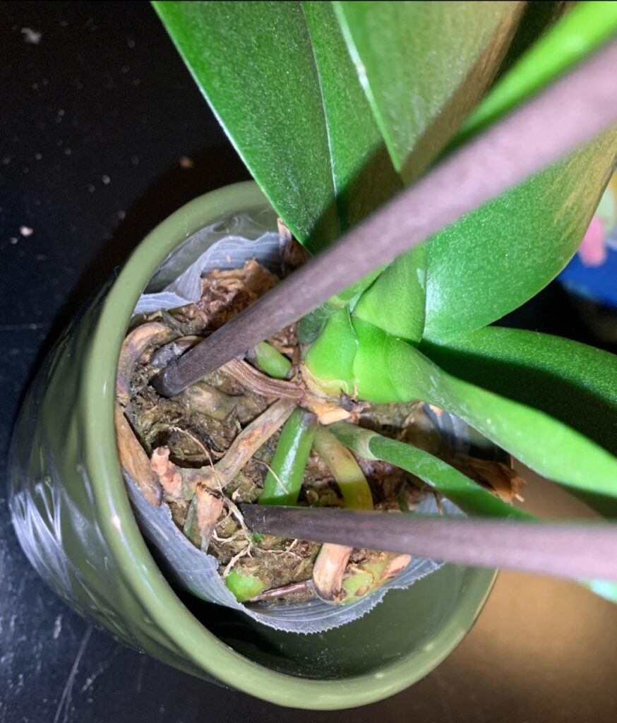 The Best Top 5 Reasons Why Your Orchid Roots Are Turning Brown ...