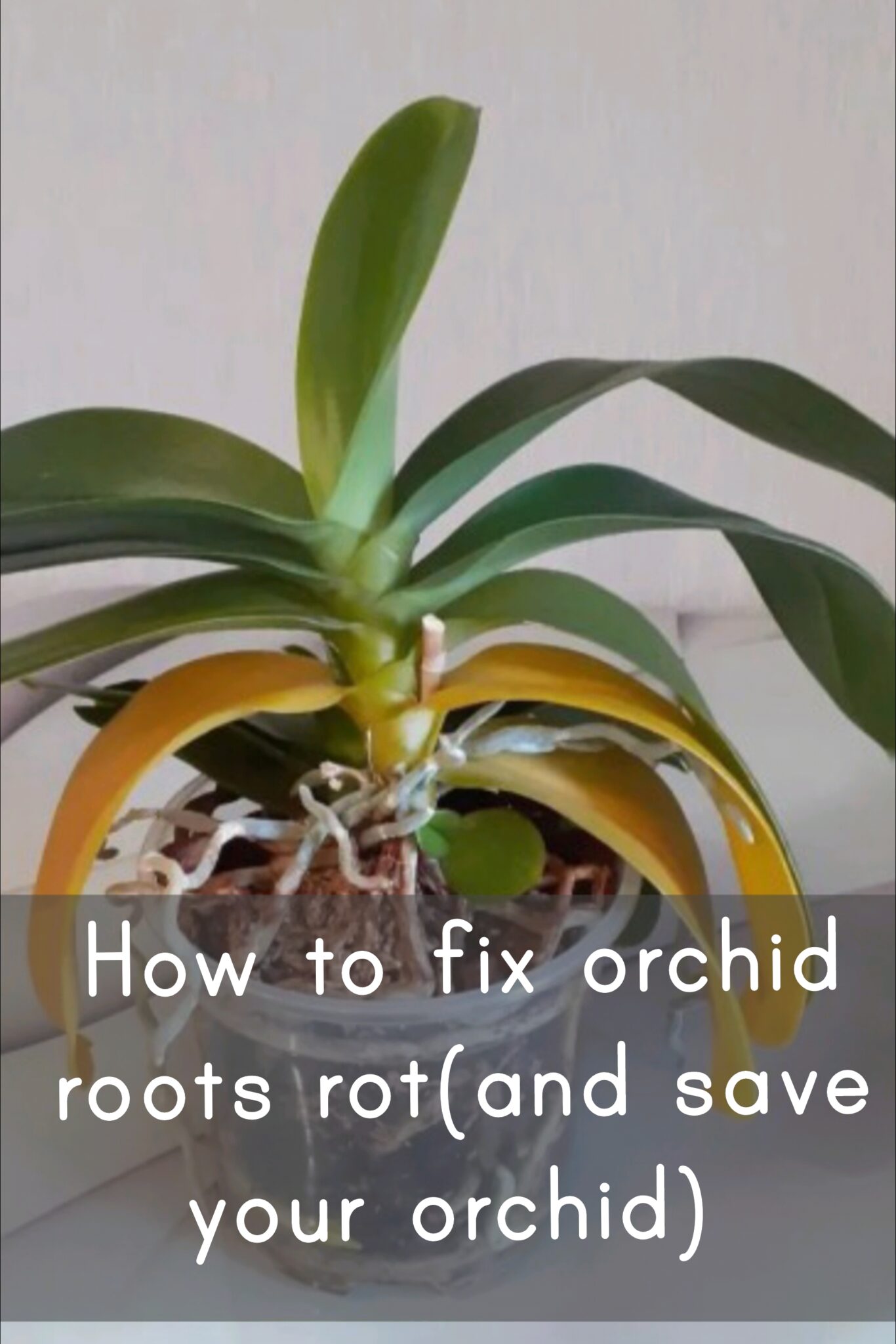 How To Fix Orchid Roots Rot(and Save Your Orchid) » Freeplantscare How ...