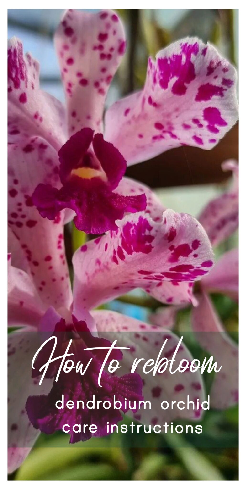 How to rebloom dendrobium orchid care instructions - freeplantscare How ...