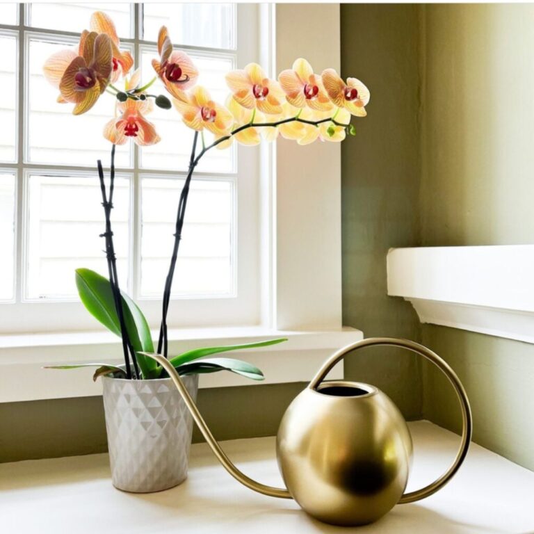 How often to water orchids: 31 best experts advances