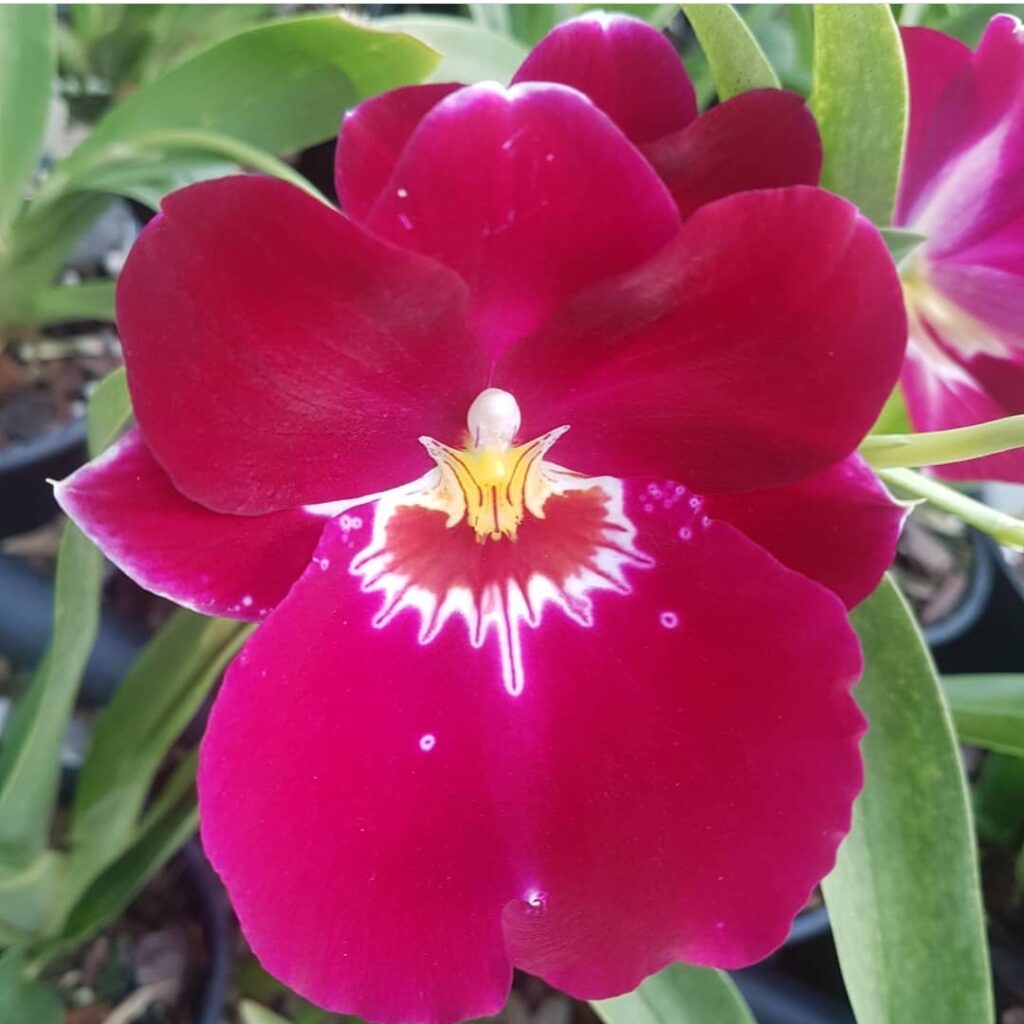 The Ultimate Guide To Growing Stunning Miltoniopsis Pansy Orchids