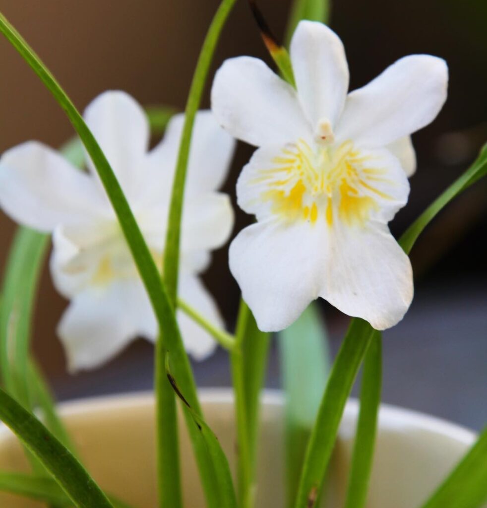 The Ultimate Guide To Growing Stunning Miltoniopsis Pansy Orchids