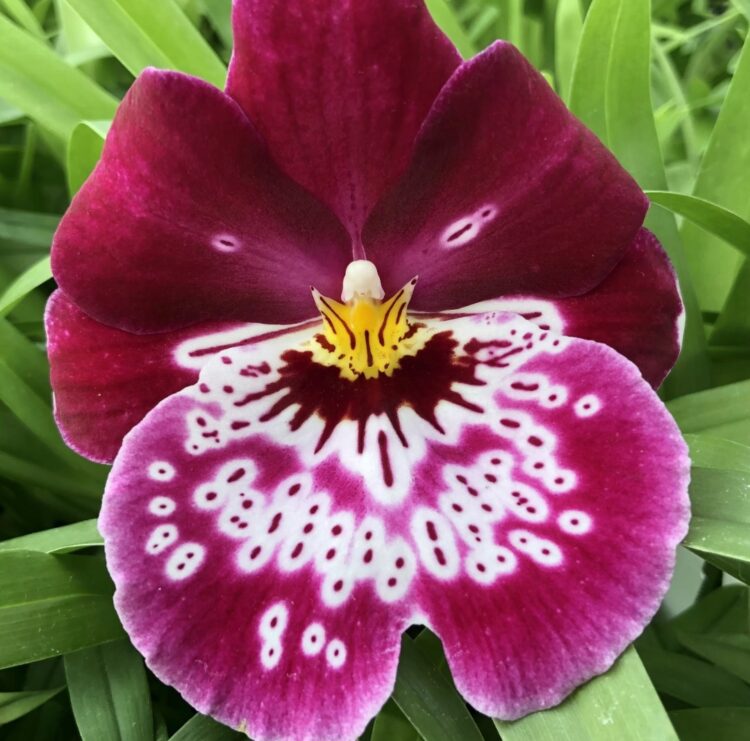 The Ultimate Guide To Growing Stunning Miltoniopsis Pansy Orchids