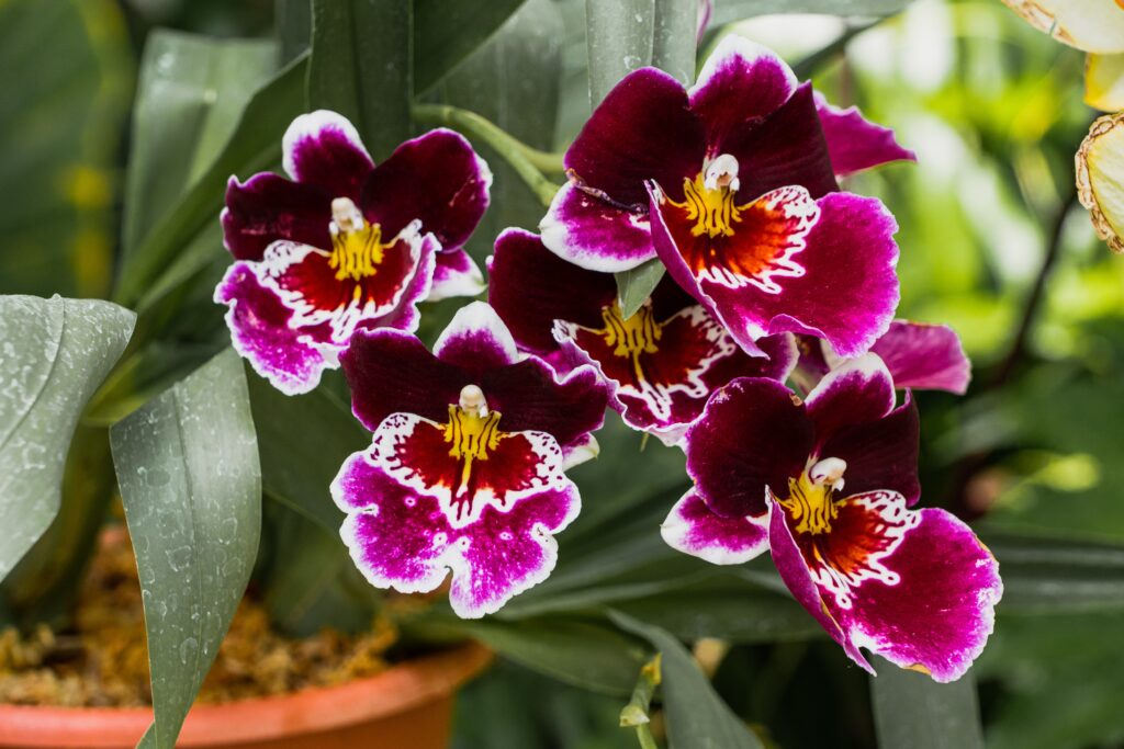 The Ultimate Guide To Growing Stunning Miltoniopsis Pansy Orchids