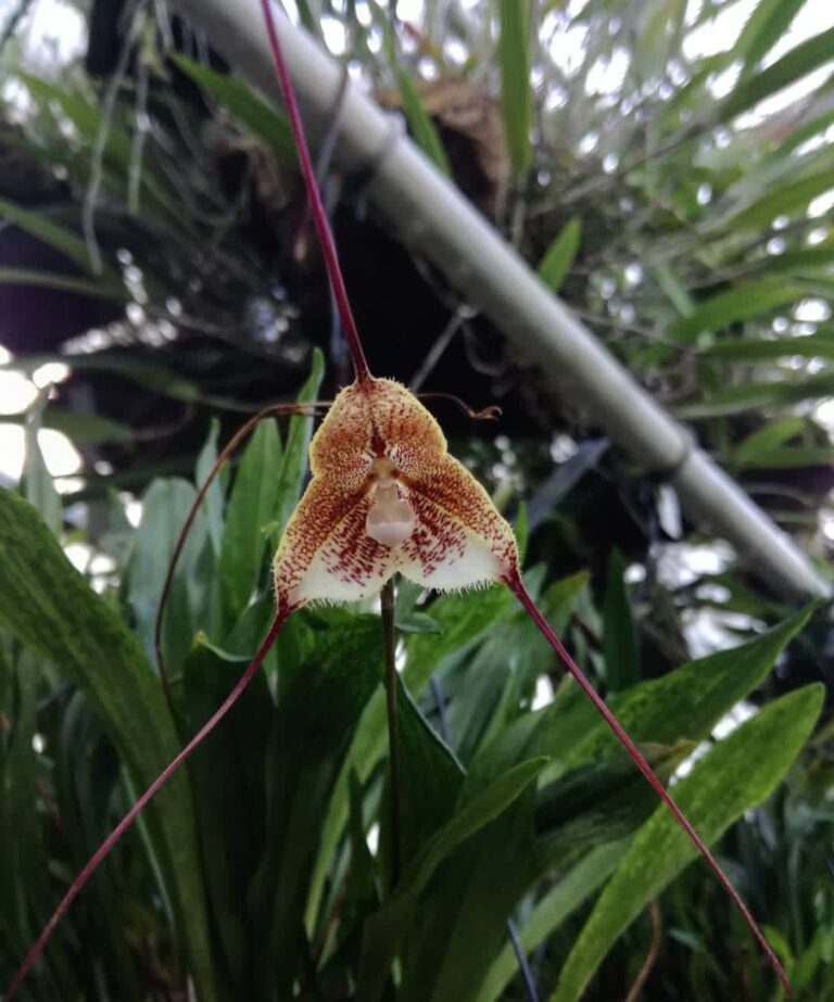 Monkey Face Orchids: 10 Best Ways to Care and Cultivate Them