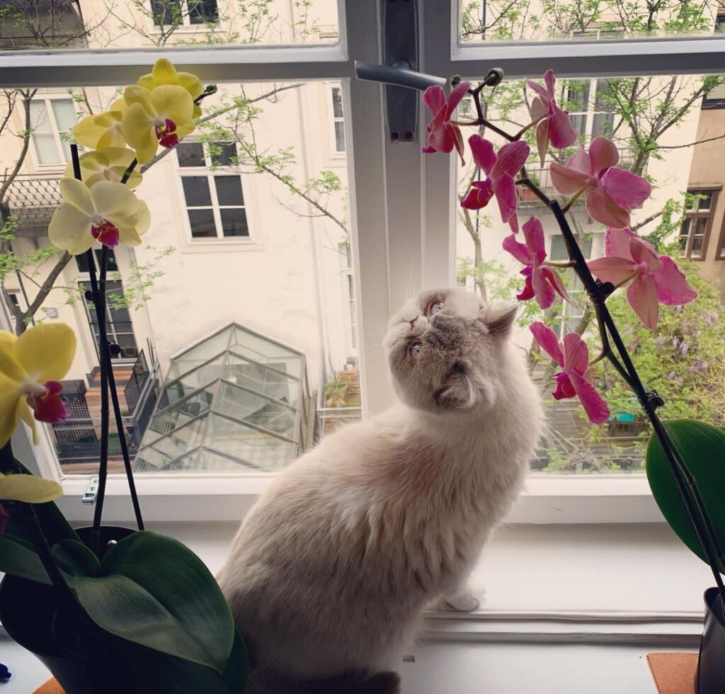 Orchid Safety for Cat Owners: Are Orchids Poisonous to Cats ...