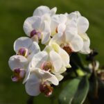 Caring for Phalaenopsis Amabilis: A Complete Guide 101