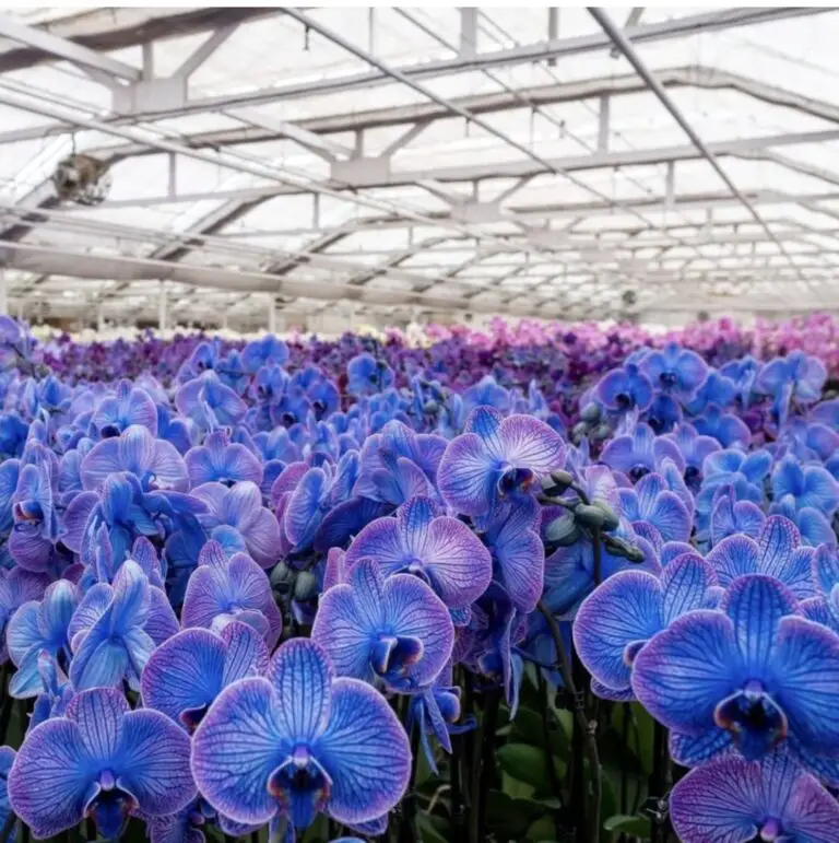 Orchid farming success: The best guide to earning $10,000 per month