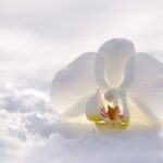 orchid-2952074_1280