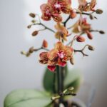 pexels-alena-yanovich-11462622