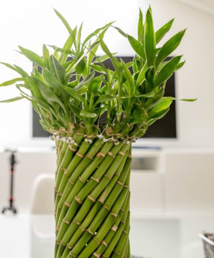 Leafy Luxuries: 12 best Lucky Plants for your Garden
