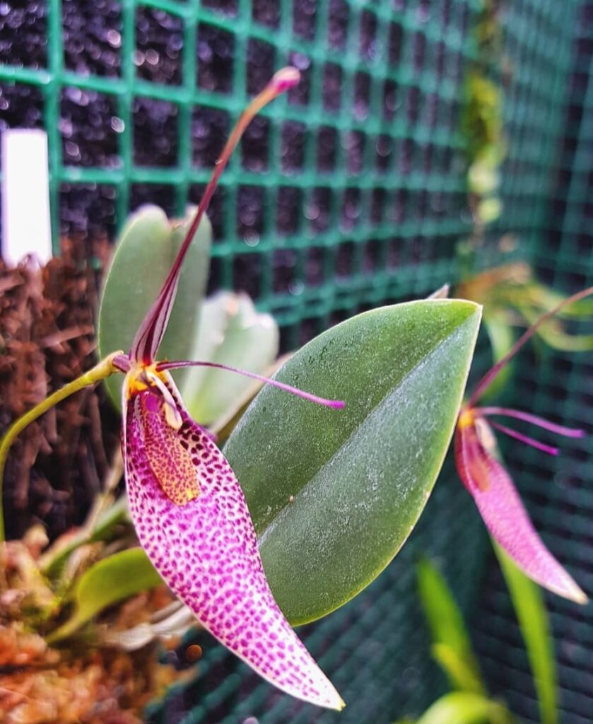 Restrepia Orchid Care Tips: The 10 Best Step-by-step Guides To Caring ...