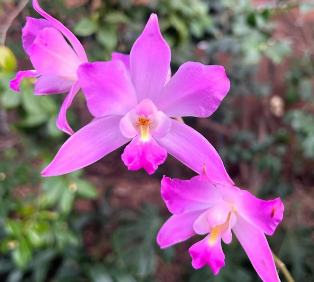 Guide : on How to care and grow Laelia autumnalis xanthotropis orchids Guide : on How to care and grow Laelia autumnalis xanthotropis orchids