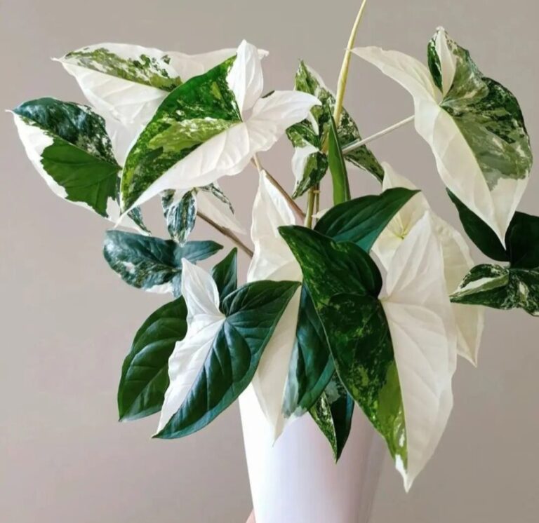 Syngonium Albo: Best 10 Care Tips for Stunning Variegation