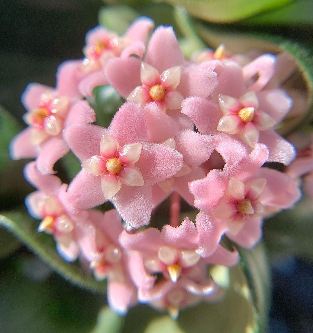 the-best-10-step-guide-for-growing-and-taking-care-of-hoya-carnosa