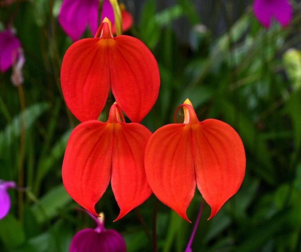 Top 10 Masdevallia Orchids: An Introduction to the Most Beautiful Varieties Top 10 Masdevallia Orchids: An Introduction to the Most Beautiful Varieties