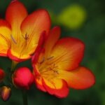 flowers-739219_640