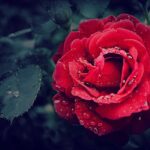 DIY Orchid Fertilizer 101: Supercharge Growth with Proven Recipes for Various Varieties.