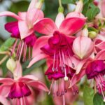 plant-gc628324fc_640