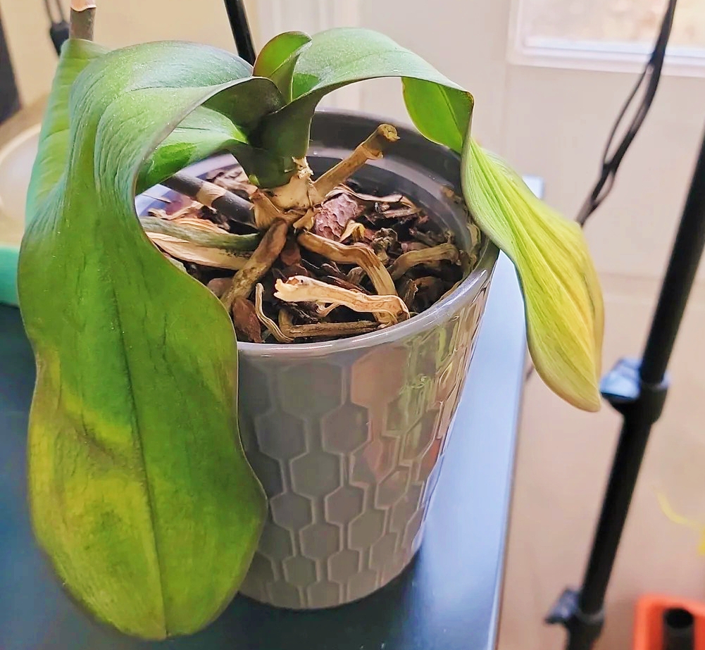 Is Your Orchid Dying? Discover The Hidden Reasons Behind It Is Your Orchid Dying? Discover The Hidden Reasons Behind It