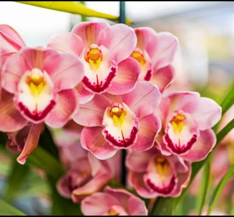 Is Your Orchid Dying? Discover The Hidden Reasons Behind It