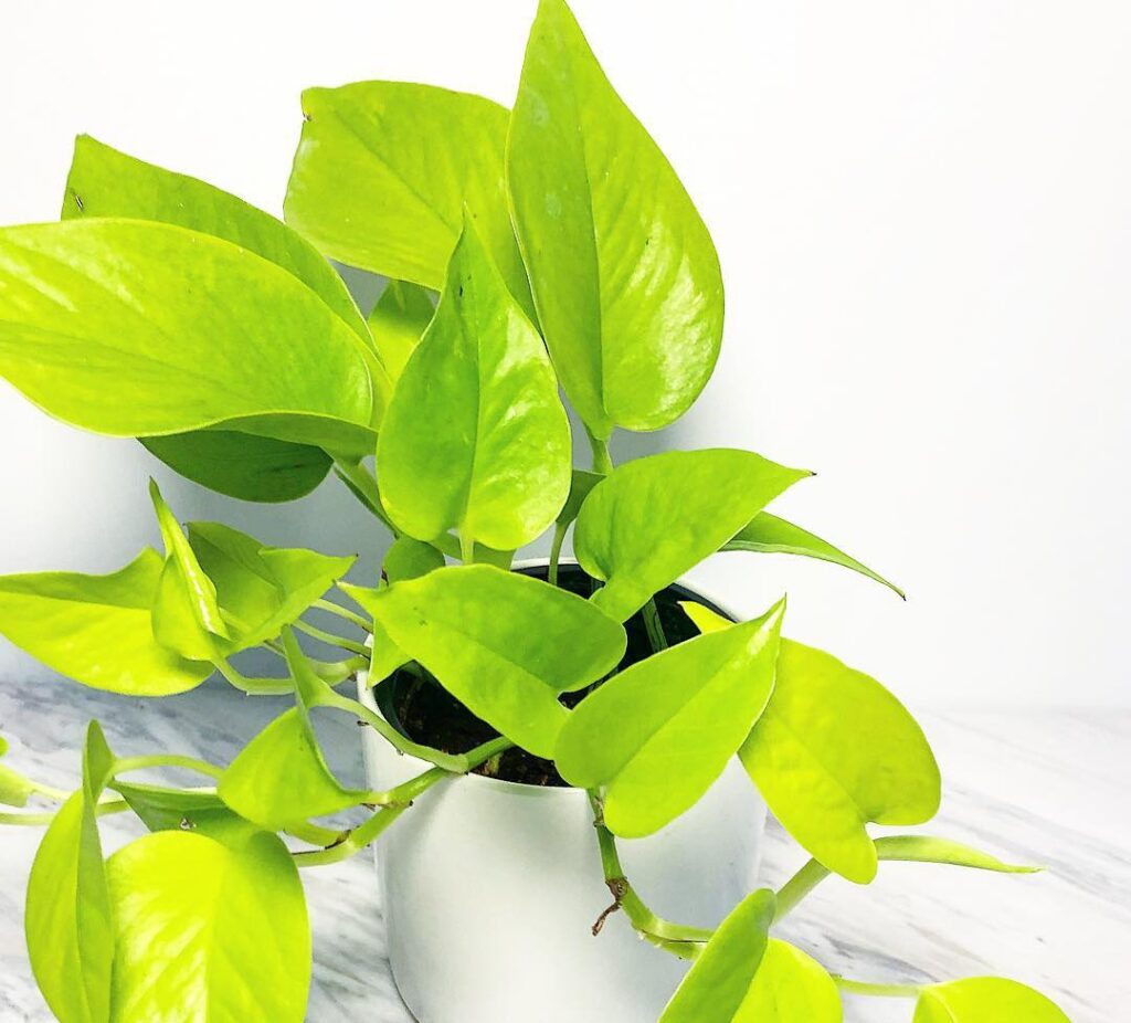 Guide:on the best indoor plants for low-light spaces Guide:on the best indoor plants for low-light spaces