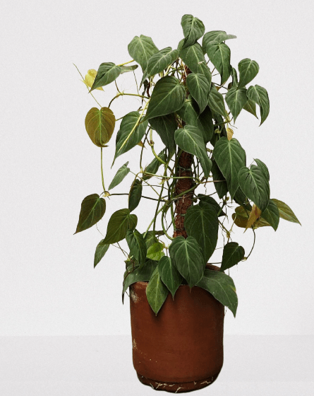 Guide:on the best indoor plants for low-light spaces Guide:on the best indoor plants for low-light spaces