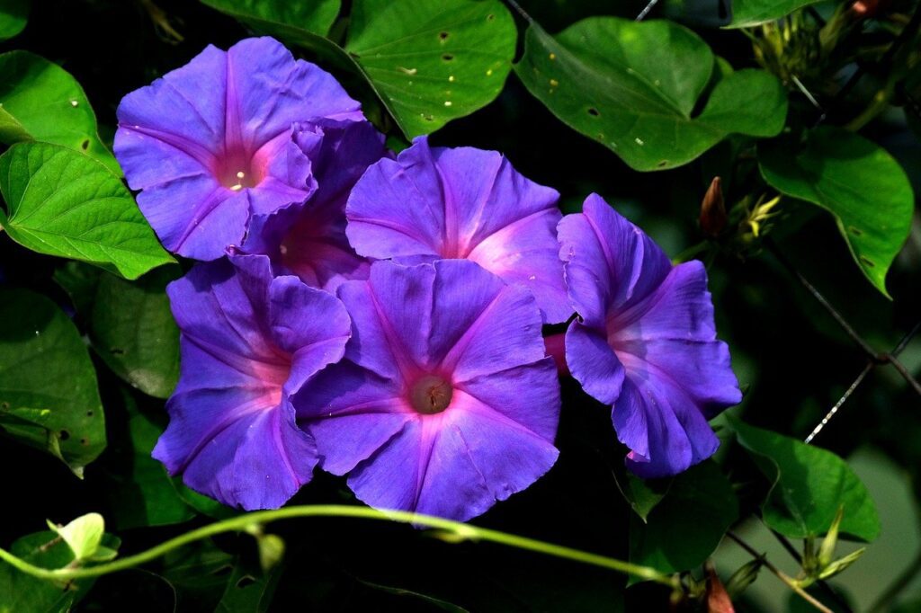 Morning Glory (Ipomoea purpurea): The Ultimate 10-Step Guide to Transform Your Garden
