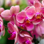 orchids-g6d5aeab83_640